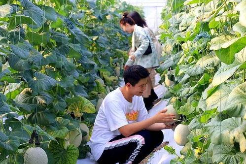 国庆吃瓜网,揭秘国庆期间热门话题与趣味事件