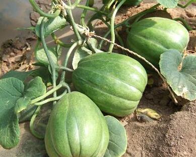 吃瓜大会的瓜,一场全民参与的瓜界盛宴