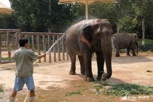 动物园大象吃瓜,瓜果飘香动物园