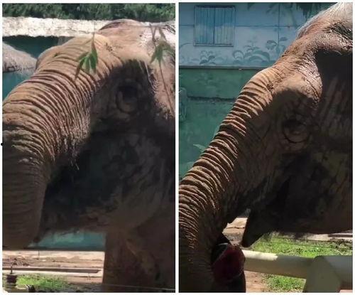 动物园大象吃瓜,瓜果飘香动物园