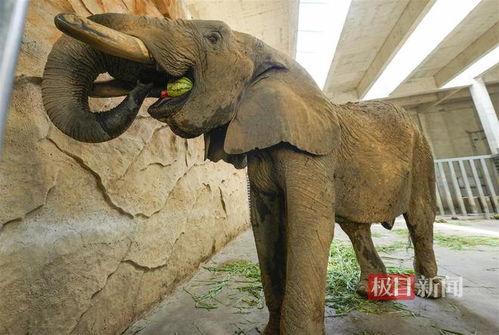 动物园大象吃瓜,瓜果飘香动物园